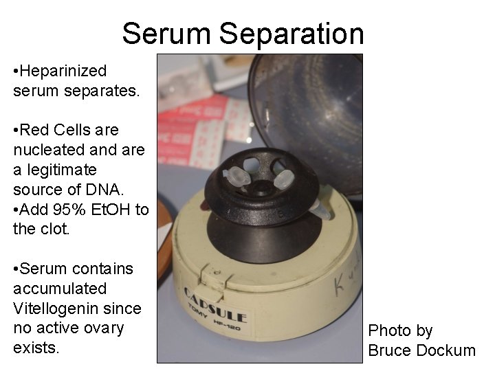 Serum Separation • Heparinized serum separates. • Red Cells are nucleated and are a