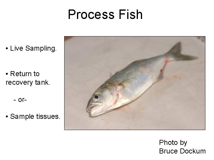 Process Fish • Live Sampling. • Return to recovery tank. - or- • Sample