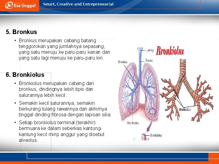 5. Bronkus • Bronkus merupakan cabang batang tenggorokan yang jumlahnya sepasang, yang satu menuju