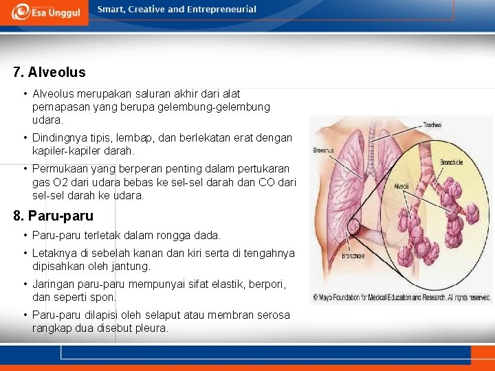 7. Alveolus • Alveolus merupakan saluran akhir dari alat pernapasan yang berupa gelembung-gelembung udara.