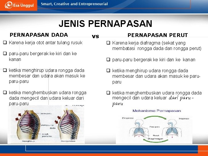 JENIS PERNAPASAN DADA q Karena kerja otot antar tulang rusuk q paru-paru bergerak ke