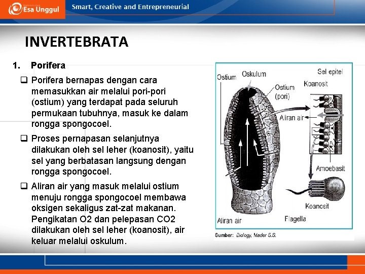 INVERTEBRATA 1. Porifera q Porifera bernapas dengan cara memasukkan air melalui pori-pori (ostium) yang