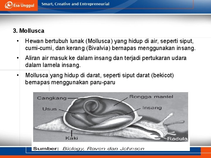 3. Mollusca • Hewan bertubuh lunak (Mollusca) yang hidup di air, seperti siput, cumi-cumi,