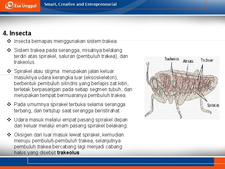 4. Insecta v Insecta bernapas menggunakan sistem trakea. v Sistem trakea pada serangga, misalnya