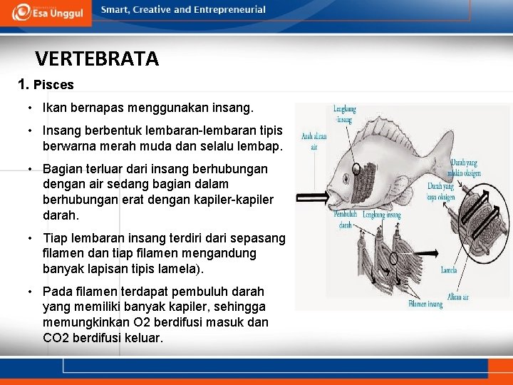 VERTEBRATA 1. Pisces • Ikan bernapas menggunakan insang. • Insang berbentuk lembaran-lembaran tipis berwarna