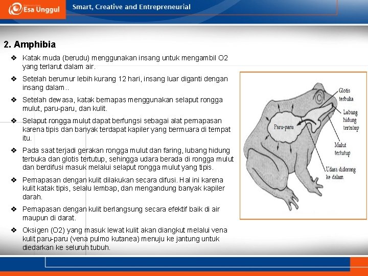 2. Amphibia v Katak muda (berudu) menggunakan insang untuk mengambil O 2 yang terlarut