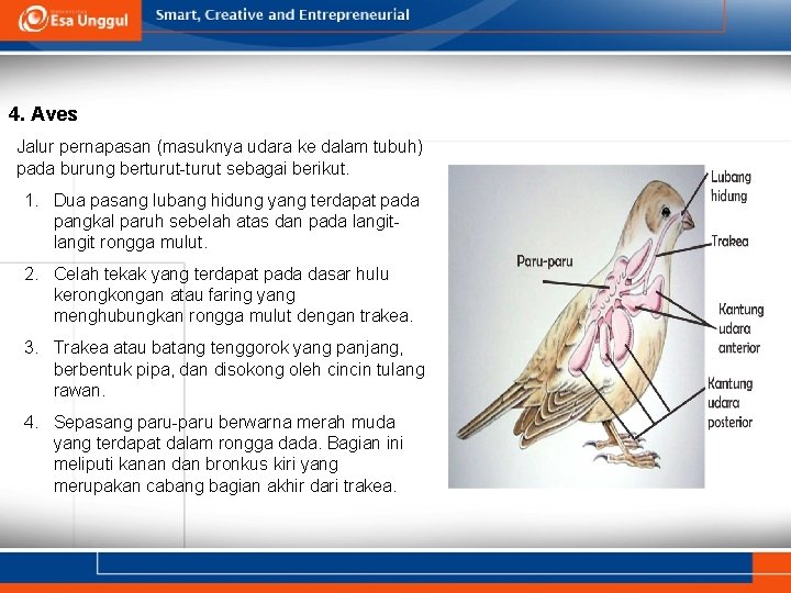 4. Aves Jalur pernapasan (masuknya udara ke dalam tubuh) pada burung berturut-turut sebagai berikut.