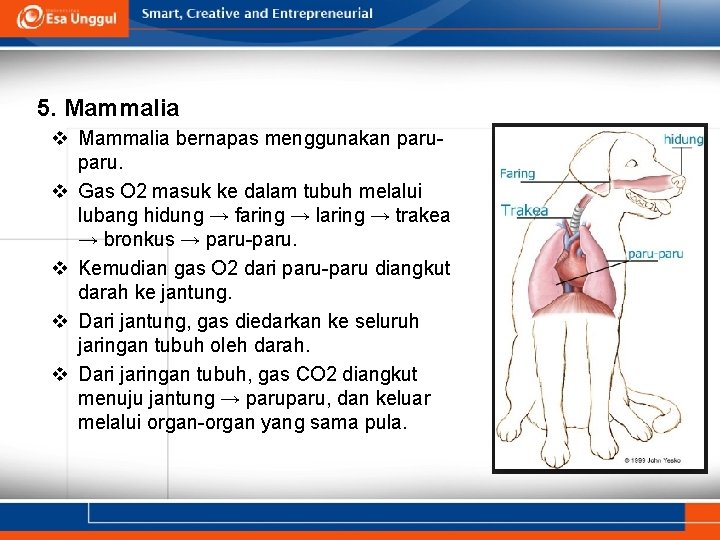 5. Mammalia v Mammalia bernapas menggunakan paru. v Gas O 2 masuk ke dalam