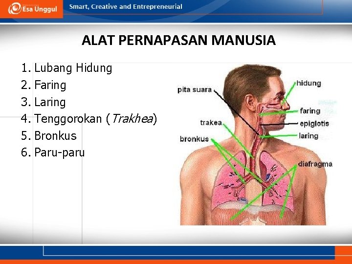 ALAT PERNAPASAN MANUSIA 1. Lubang Hidung 2. Faring 3. Laring 4. Tenggorokan (Trakhea) 5.