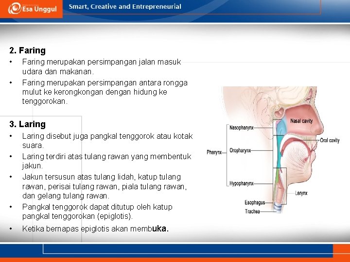 2. Faring • • Faring merupakan persimpangan jalan masuk udara dan makanan. Faring merupakan