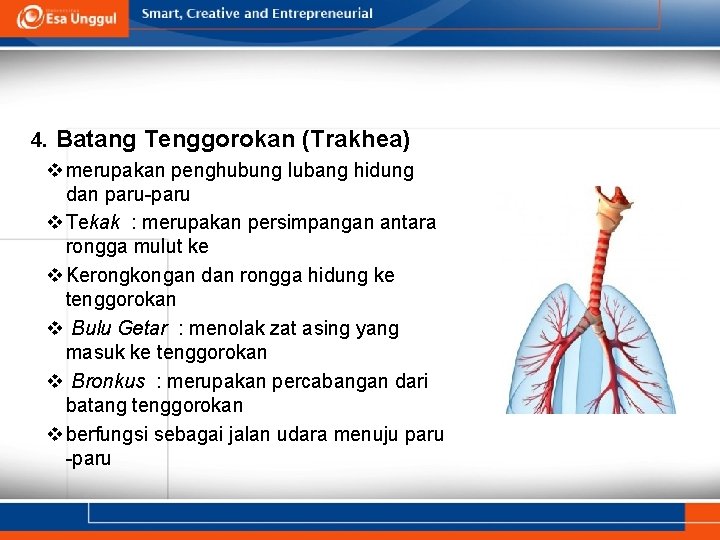 4. Batang Tenggorokan (Trakhea) v merupakan penghubung lubang hidung dan paru-paru v Tekak :