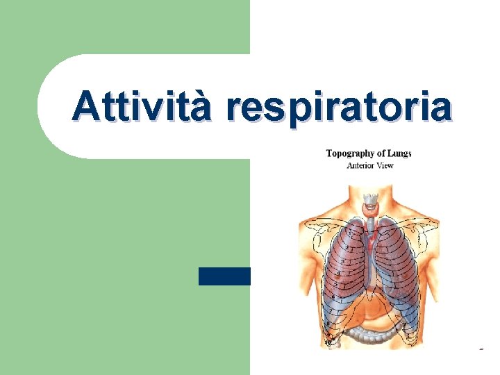 Attività respiratoria 