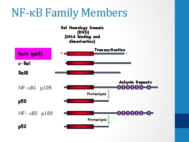 p 53 dependent regulation of