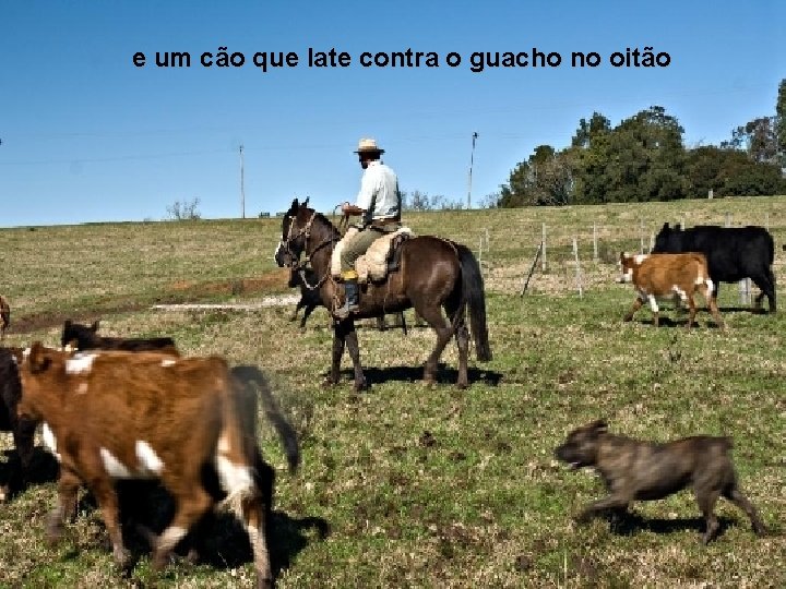 e um cão que late contra o guacho no oitão 