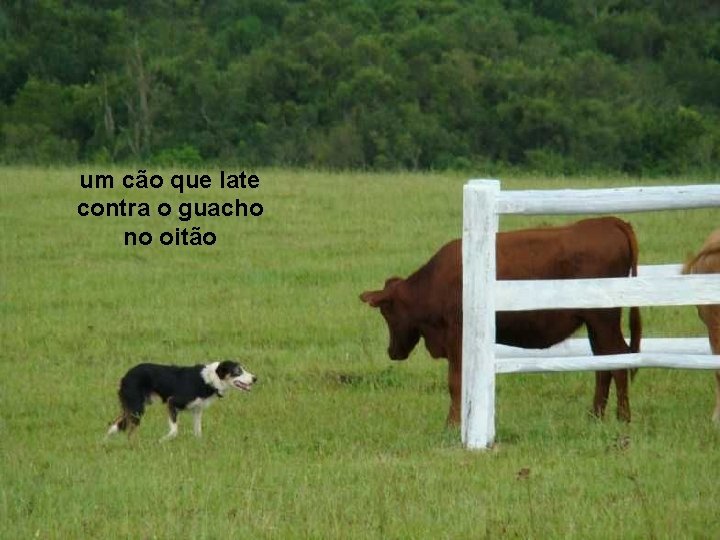 um cão que late contra o guacho no oitão 