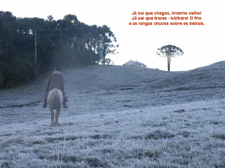 Já sei que chegas, Inverno velho! Já sei que trazes - bárbaro! O frio