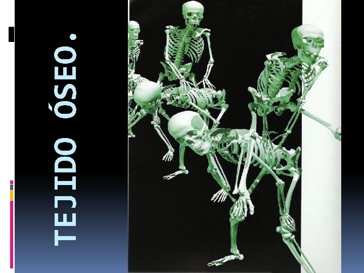 TEJIDO ÓSEO. TEJIDO ÓSEO.