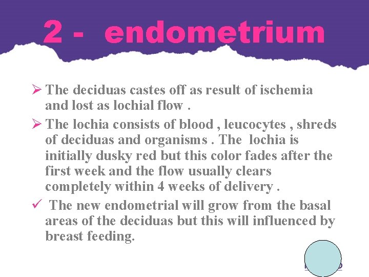 2 - endometrium Ø The deciduas castes off as result of ischemia and lost 2 - endometrium Ø The deciduas castes off as result of ischemia and lost