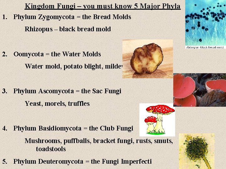 Kingdom Fungi – you must know 5 Major Phyla 1. Phylum Zygomycota = the