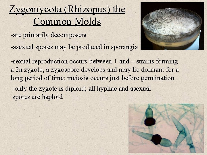 Zygomycota (Rhizopus) the Common Molds -are primarily decomposers -asexual spores may be produced in