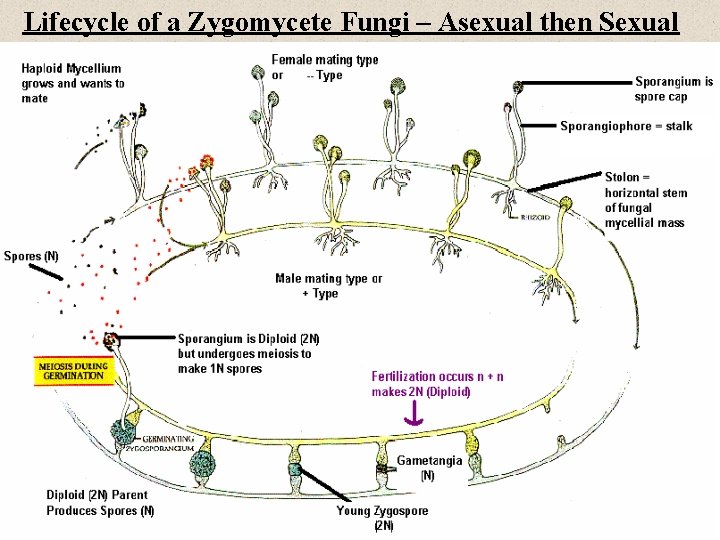 Lifecycle of a Zygomycete Fungi – Asexual then Sexual 