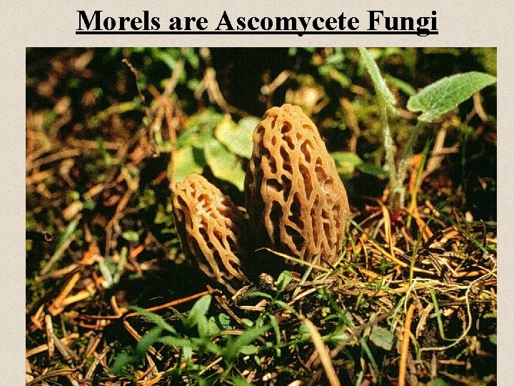 Morels are Ascomycete Fungi 