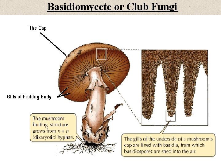 Basidiomycete or Club Fungi 