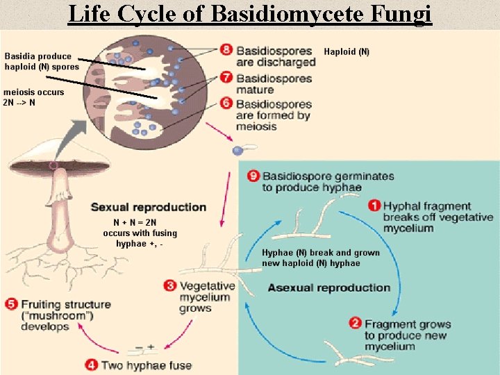 Life Cycle of Basidiomycete Fungi 
