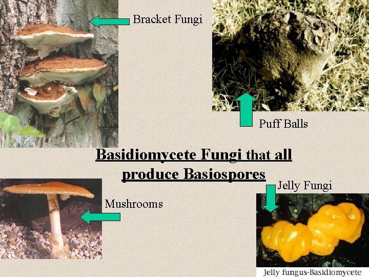 Bracket Fungi Puff Balls Basidiomycete Fungi that all produce Basiospores Jelly Fungi Mushrooms 