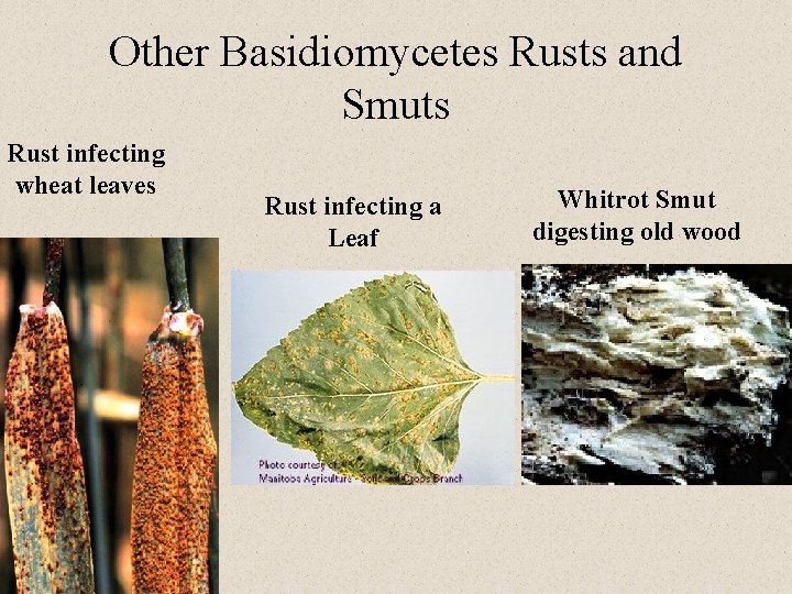 Other Basidiomycetes Rusts and Smuts Rust infecting wheat leaves Rust infecting a Leaf Whitrot