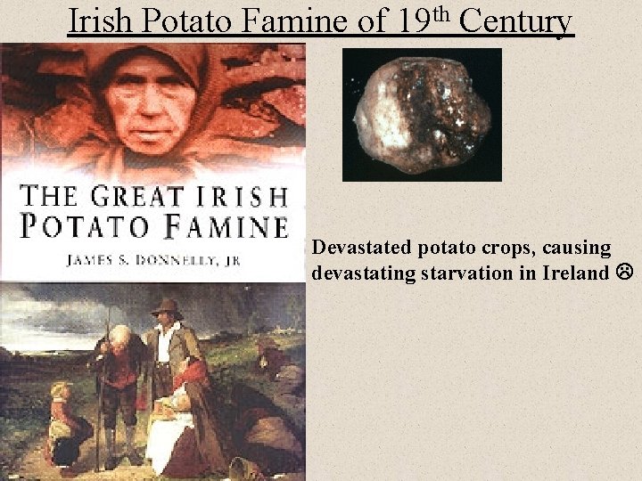 Irish Potato Famine of 19 th Century Devastated potato crops, causing devastating starvation in