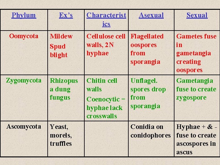 Phylum Oomycota Ex’s Characterist ics Asexual Sexual Mildew Spud blight Cellulose cell Flagellated walls,