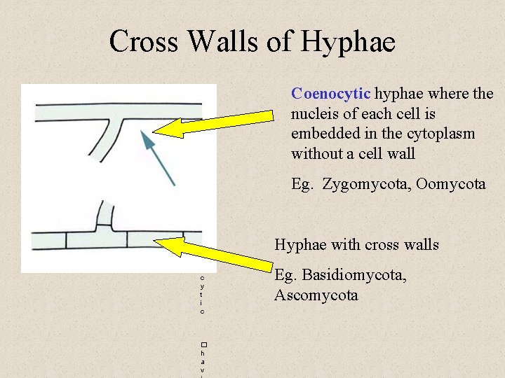  Cross Walls of Hyphae c o e n o c y t i