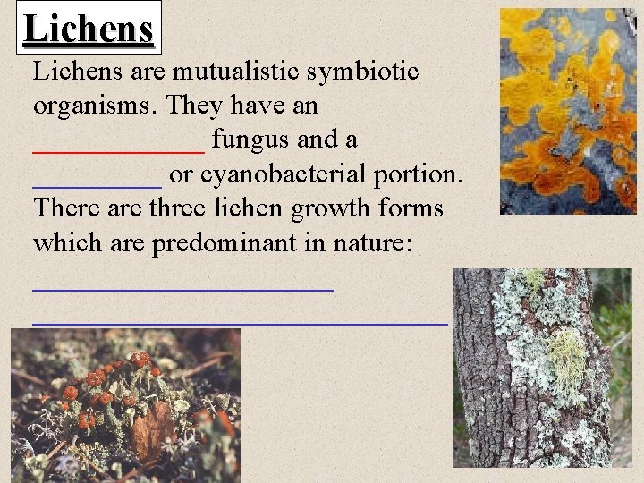 Lichens are mutualistic symbiotic organisms. They have an ______ fungus and a _____ or