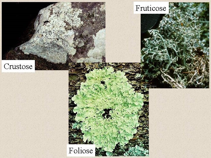 Fruticose Crustose Foliose 