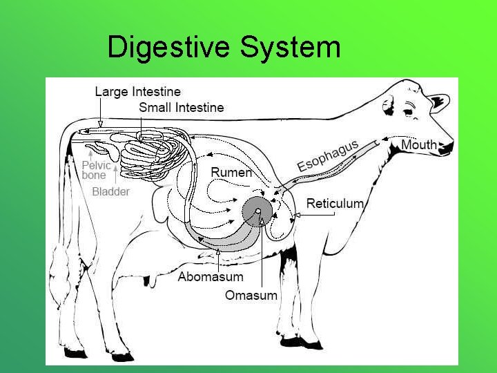 Digestive System 