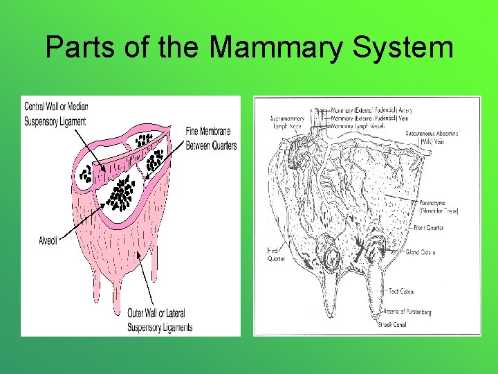 Parts of the Mammary System 