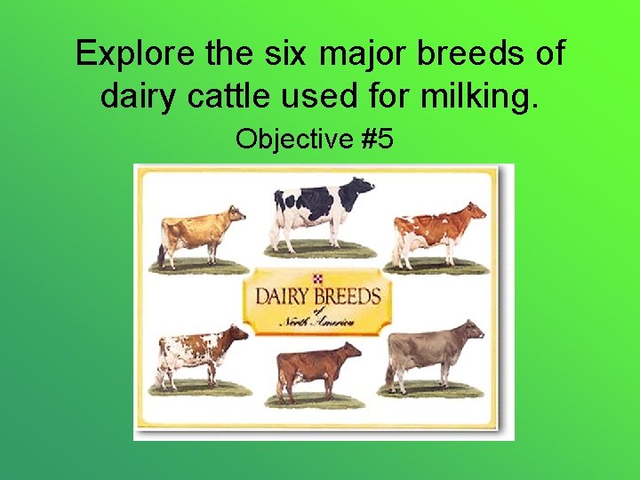 Explore the six major breeds of dairy cattle used for milking. Objective #5 