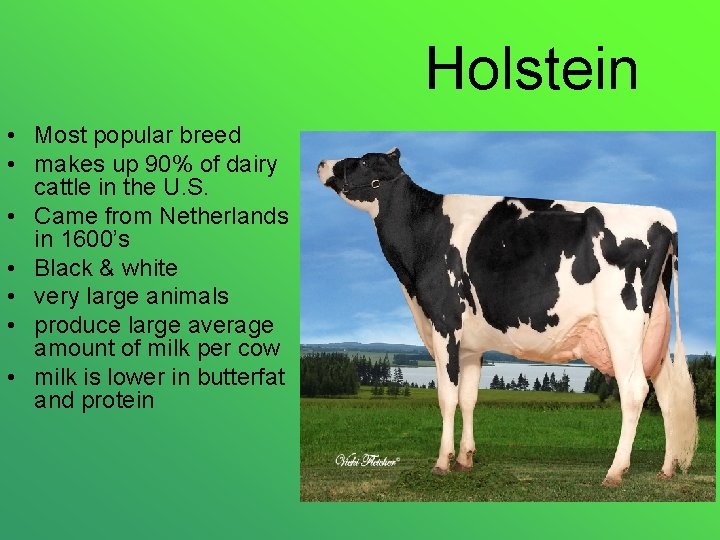 Holstein • Most popular breed • makes up 90% of dairy cattle in the