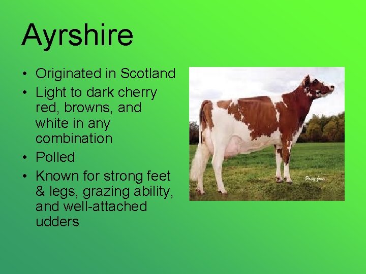 Ayrshire • Originated in Scotland • Light to dark cherry red, browns, and white