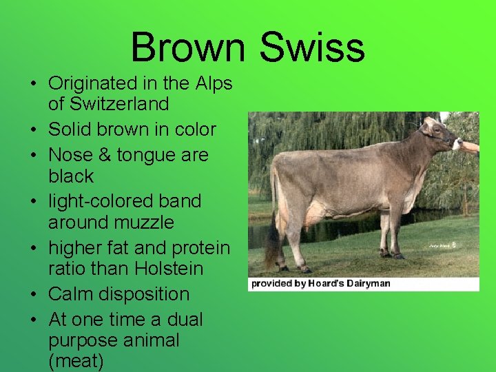 Brown Swiss • Originated in the Alps of Switzerland • Solid brown in color