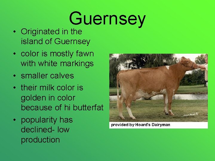 Guernsey • Originated in the island of Guernsey • color is mostly fawn with