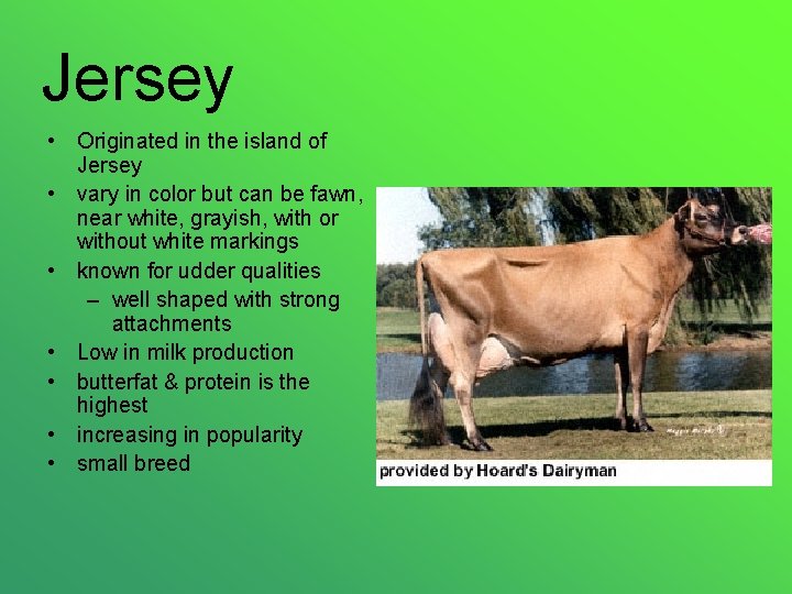 Jersey • Originated in the island of Jersey • vary in color but can