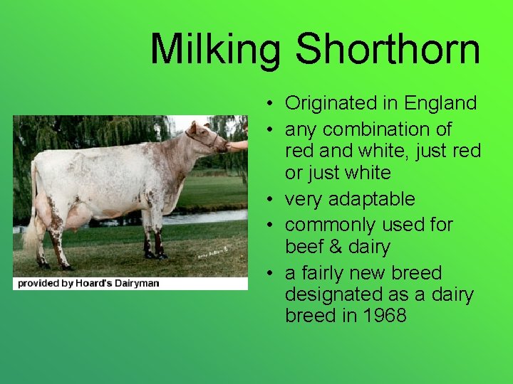 Milking Shorthorn • Originated in England • any combination of red and white, just