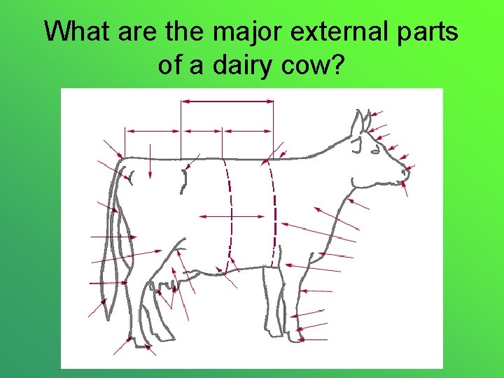 What are the major external parts of a dairy cow? 