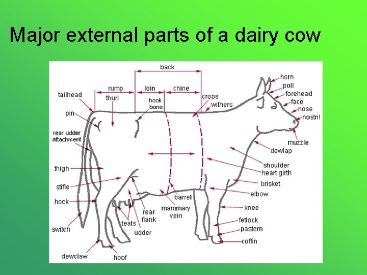 Major external parts of a dairy cow 