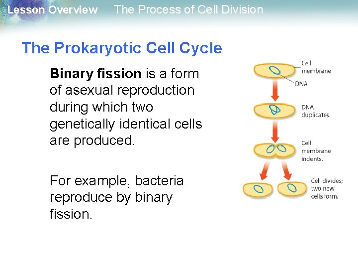 Lesson Overview The Process of Cell Division The Prokaryotic Cell Cycle Binary fission is