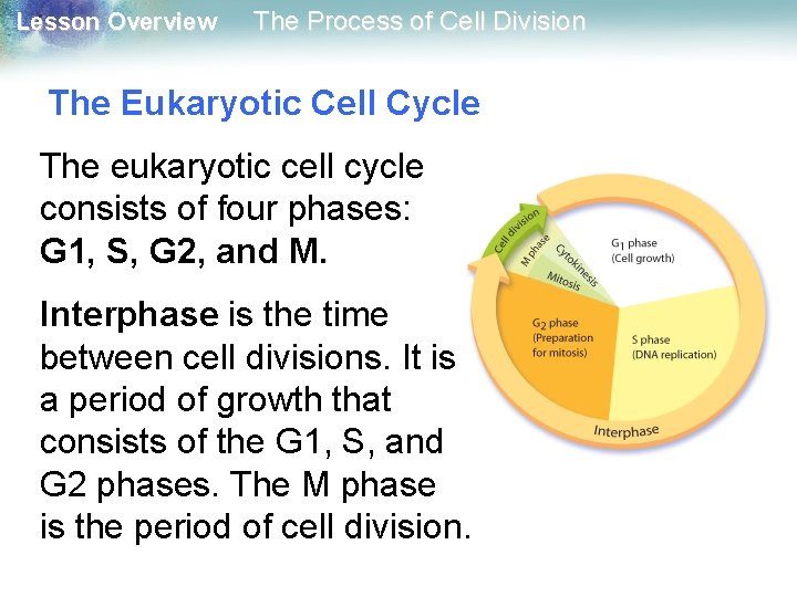 Lesson Overview The Process of Cell Division The Eukaryotic Cell Cycle The eukaryotic cell