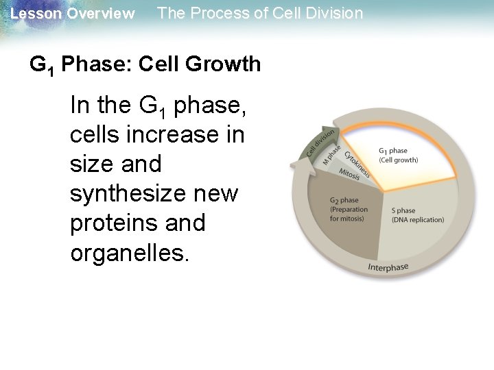 Lesson Overview The Process of Cell Division G 1 Phase: Cell Growth In the