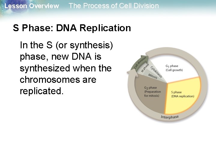 Lesson Overview The Process of Cell Division S Phase: DNA Replication In the S